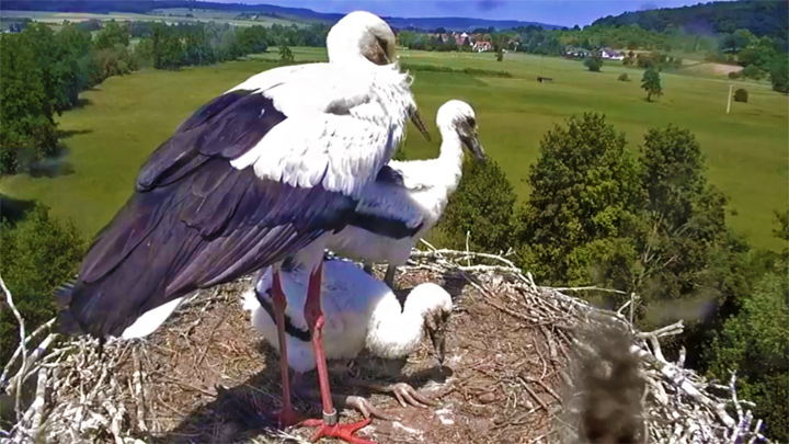 Онлайн веб-камера возле гнезда аистов, Линдхайм, Германия (Альтенштадт, Германия)